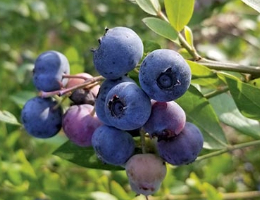 Blueberry - Rabbiteye.